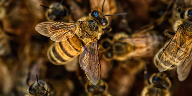 Tarım ve Orman Bakanlığı arılar için karar aldı
