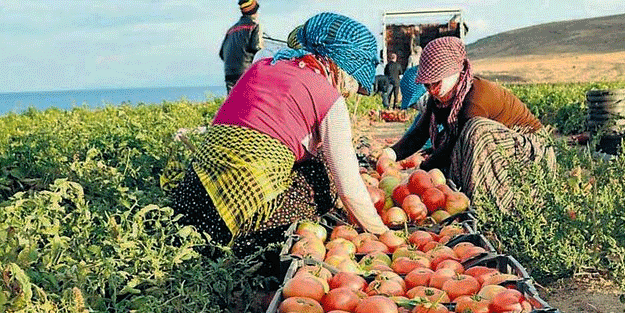 Tarım ve Orman Bakanlığı’ından çok önemli bir hamle! Krizi yok edecek 5 çözüm yolu