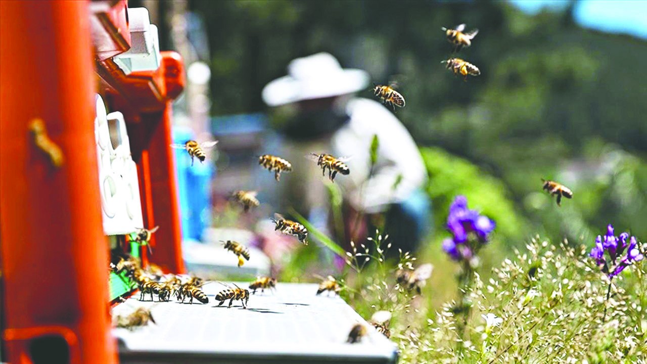 Tarımda bazı ilâçların kullanımının yasaklanması arı ölümlerini de azaltacak