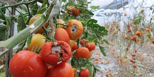 Tarımda en yüksek zarar ödemesi yapıldı