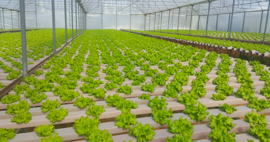 Tarımda ezber bozan yenilik! İşte topraksız tarım...