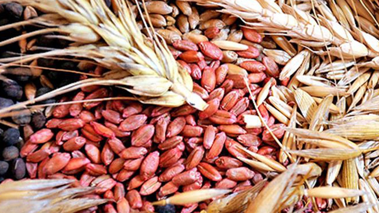 Tarımın kalbi raporlandı: Tohum üretimi arttı, fidan üretimi geriledi