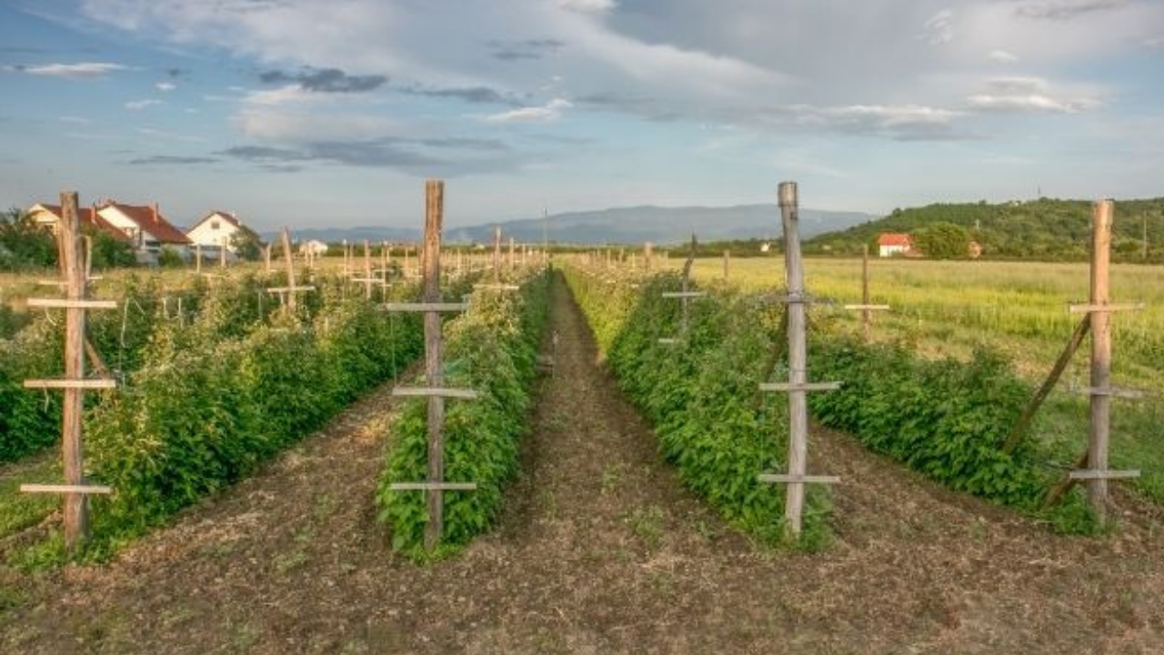 Tarımın yeni altını: Eksi 35 dereceye meydan okuyor, yatırımcıya 4 mevsim kazanç sağlıyor!