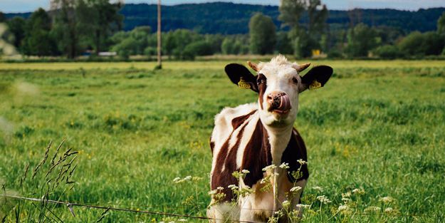 Tarımsal destekte milyonluk vurgun