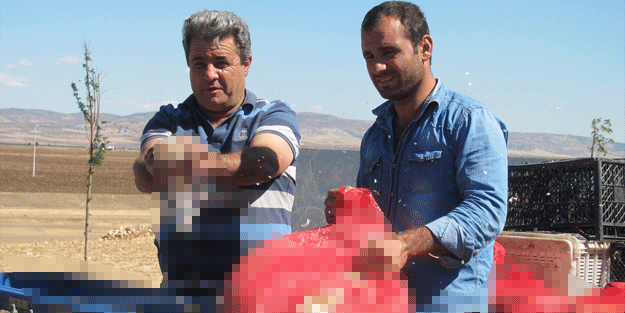 Tarla boş kalmasın diye ektiler… Şimdi o ürün para basıyor!