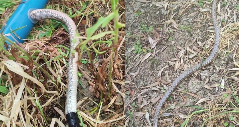 Tarla sulamak isterken tıkanan borusundan çıkan şey hayrete düşürdü!