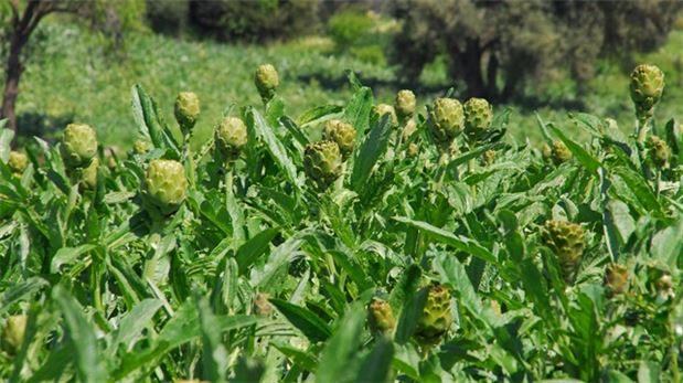 Tarlada 1 lira pazarda 4 lira