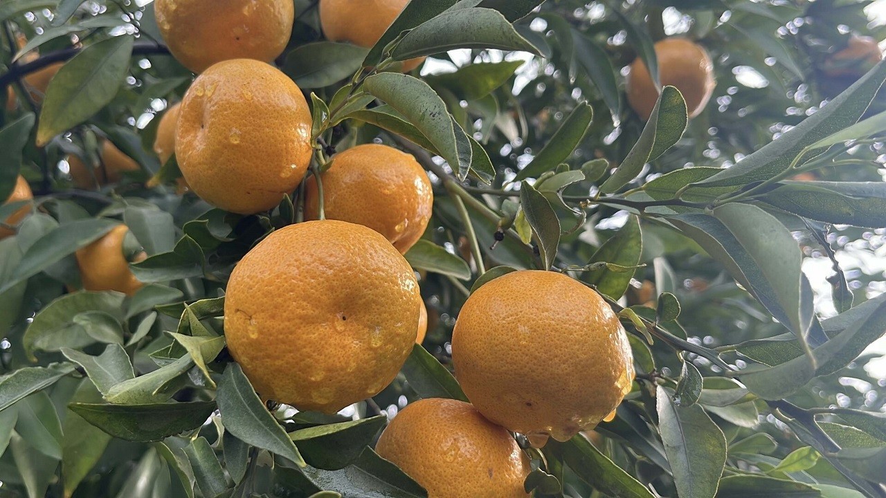 Tarlada 10 lira tezgahta 50 lira