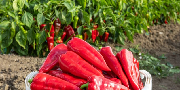 Tarlada 15, markette 80 lira!