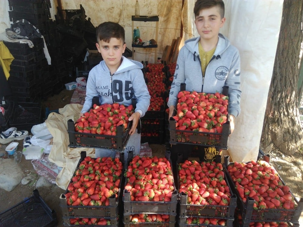 Tarlada 5 lira olan çilek marketlerde 15 liradan satılıyor 