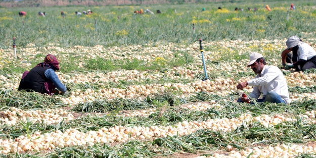 Tarlada 5, pazar ve markette 20 TL!