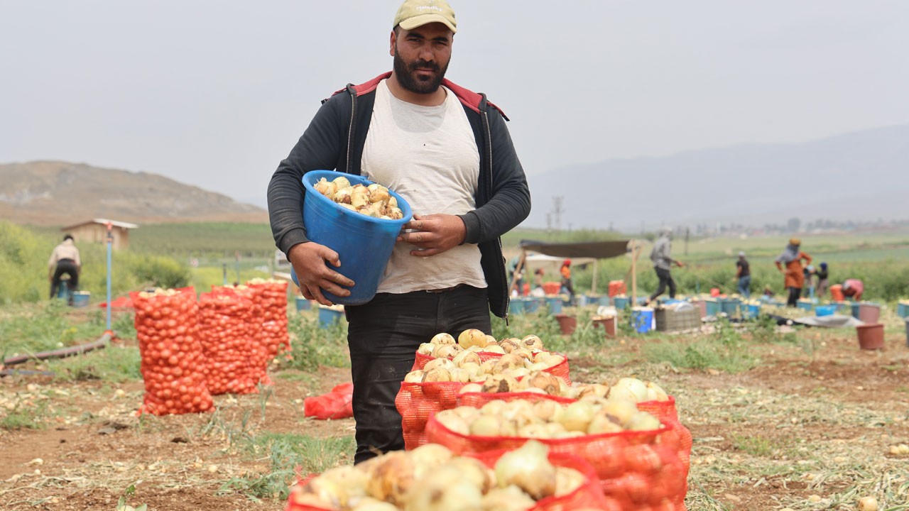 Tarlada 8, markette 30 TL!