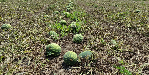 Tarlada 80 kuruşa kadar düştü... Tezgahta bakın kaç lira