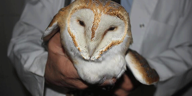 Tarlada çalışırken gördü! Manisa’da ortaya çıktı