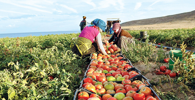 Tarlada fiyatlar bir yılda yüzde 2,86 zamlandı