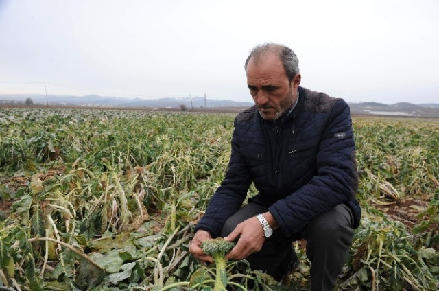 Tarlada kilosu 35 kuruş pazarda tanesi 7 lira!