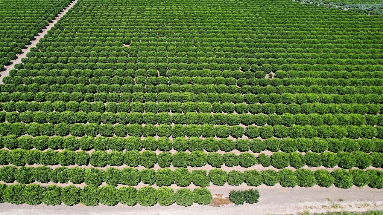 Tarlada kilosu 8, markette 25 lira