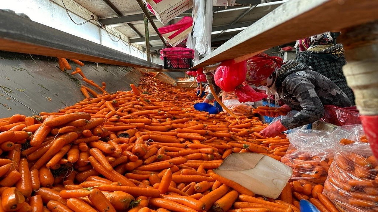 Tarlada kilosu 8 pazarda 45 lira