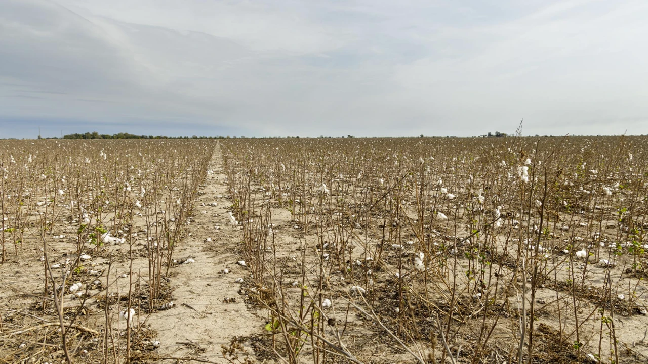 Tarlada ölümcül virüs! Kimse fark etmemiş
