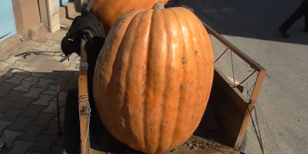 Tarlada yetişen kabak bakın kaç kilo!