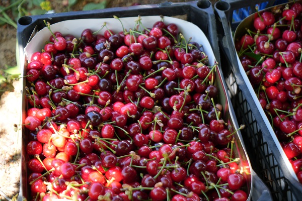 Tarladan 39 TL'ye çıkıyor markette 199 TL