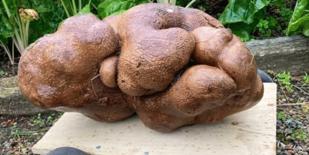 Tarladan çıkan patates ürküttü!