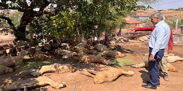 Tarladan gelen sudan içtikten sonra öldüler!