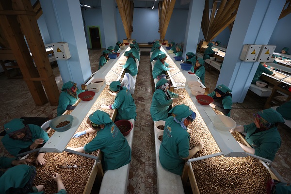 Tarladan sofraya fındık mesaisi