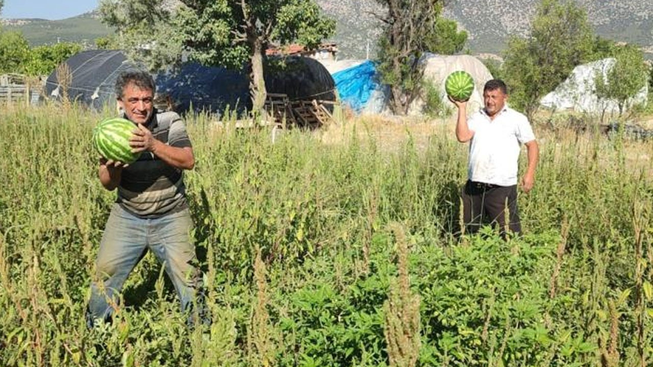 Tarladan toplayana bedava