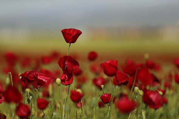 Tarlalar kırmızıya boyandı