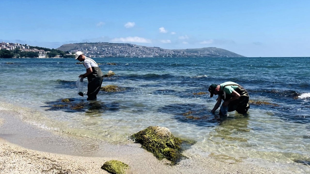 Tarlalara hayat olacak! Denizden toplanan yosunların son hali şaşırttı