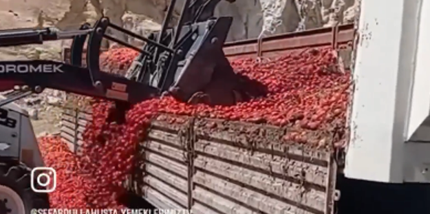 Tarlalardaki ürünler neden imha ediliyor? Şüpheler büyüyor!