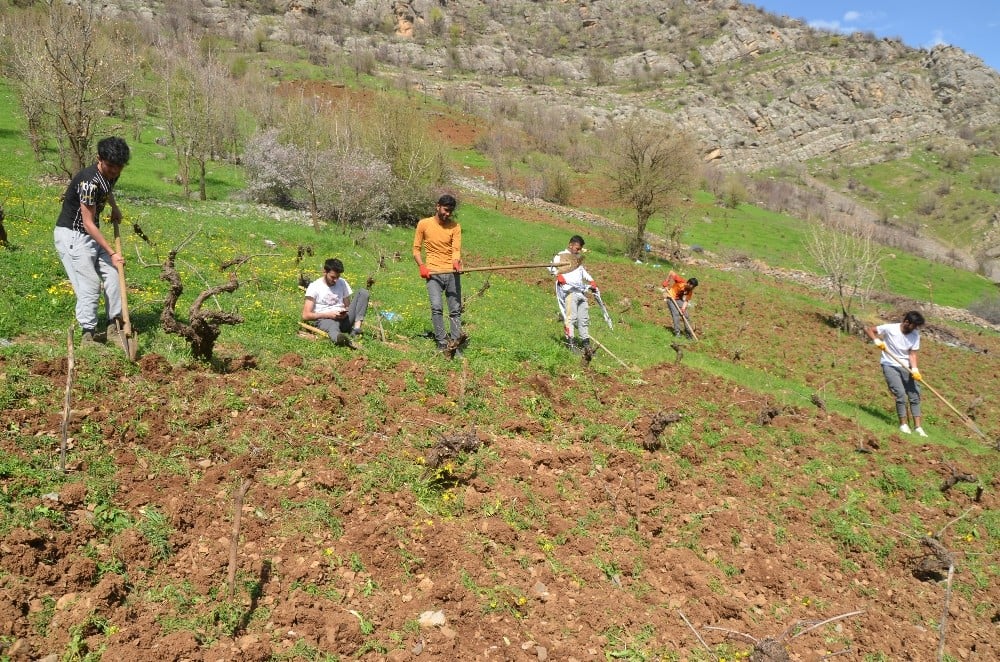 Tarlalarını sosyal mesafe kuralıyla kazıp ekiyorlar 