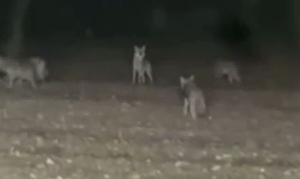 Tarlanın ortasında kabusu yaşadı! Kurt sürüsü etrafını böyle sardı