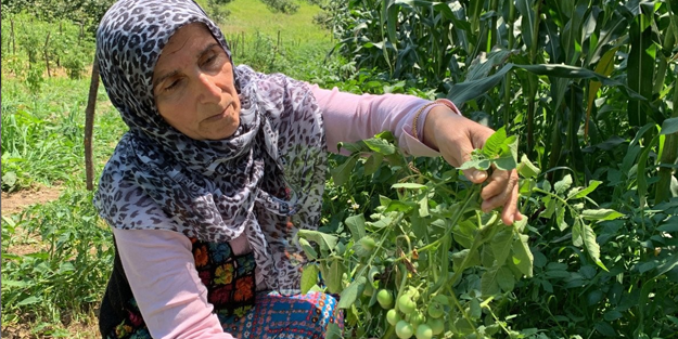 Tarlasına ektiği patatesler domatese dönüştü!
