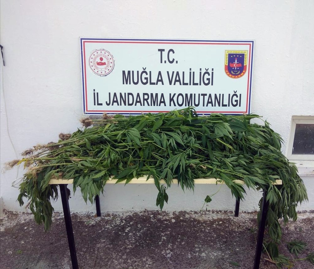 Tarlasına ürün yerine kenevir ekti 