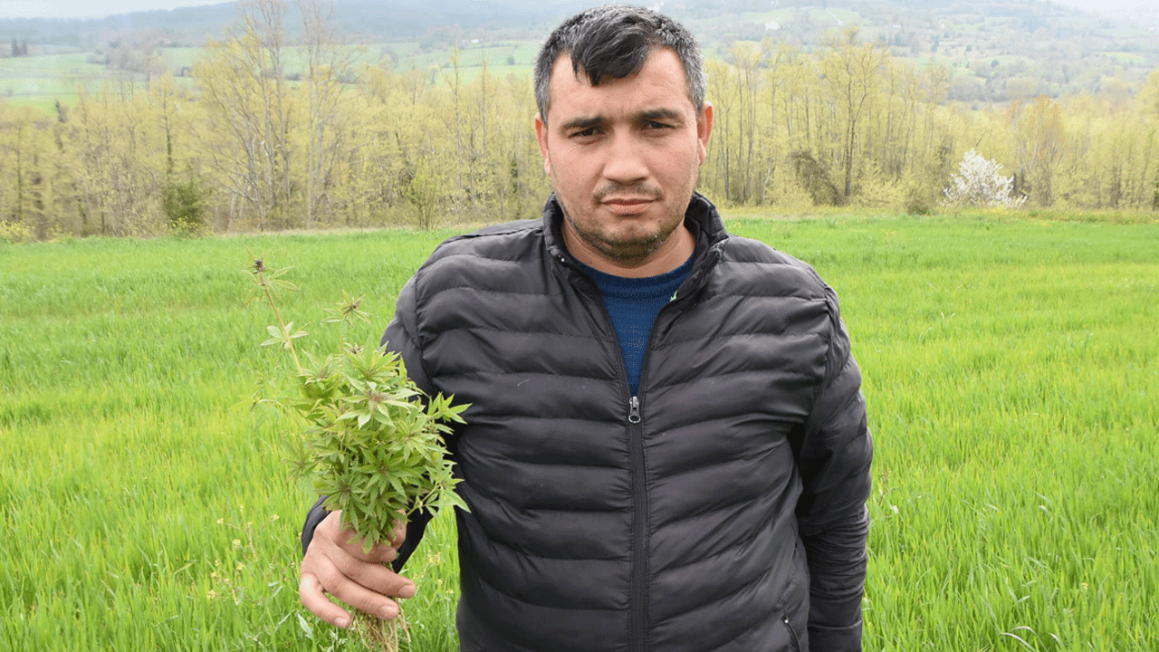Tarlasında 37 bin kök kenevir ele geçirilen çiftçi: Kendiliğinden çıktı, valilik bizi rencide etti