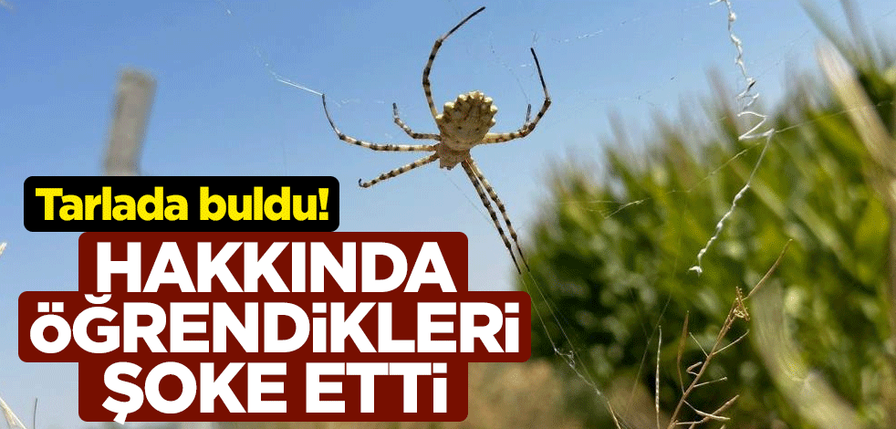 Tarlasında buldu! Hakkında öğrendikleri şoke etti
