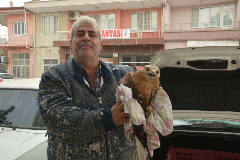 Tarlasında yaralı şahin buldu 