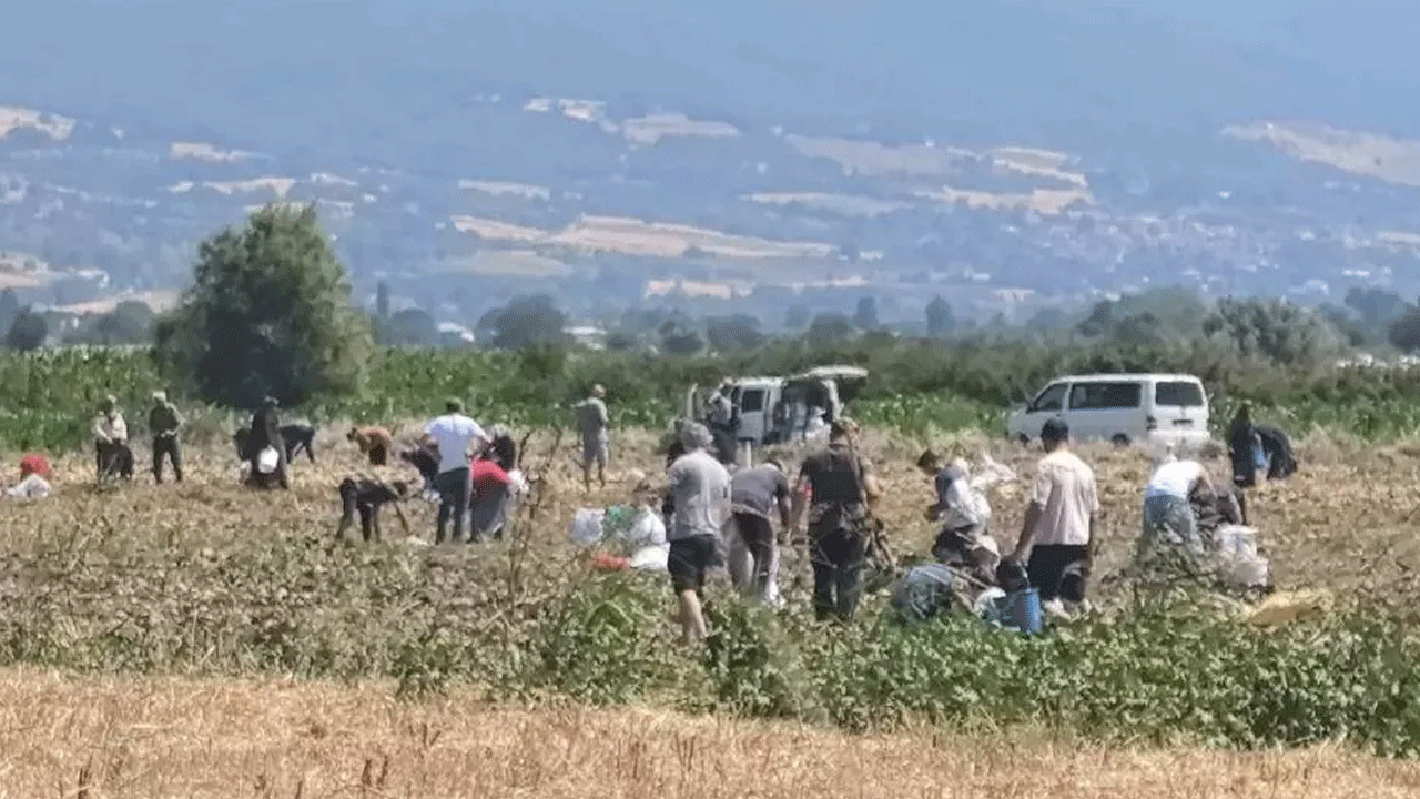 Tarlasındaki ürünleri bedava dağıttı!