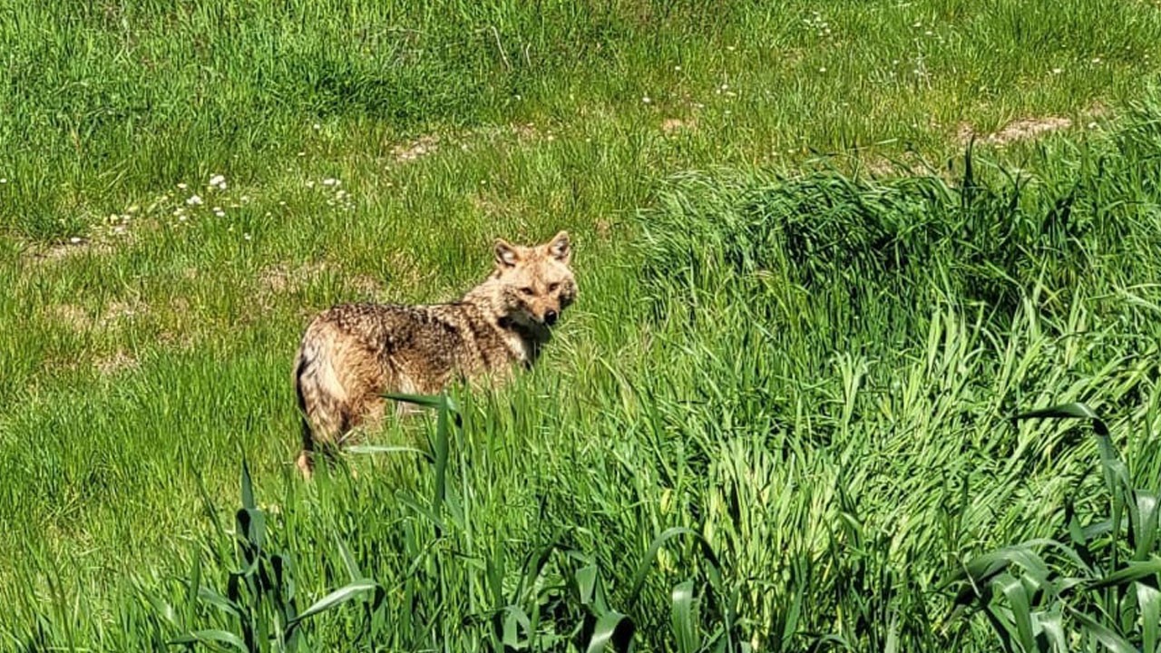 Tarlasını s&uuml;rerken karşısına &ccedil;ıktı! Yaramaz &ccedil;akal kamerada
