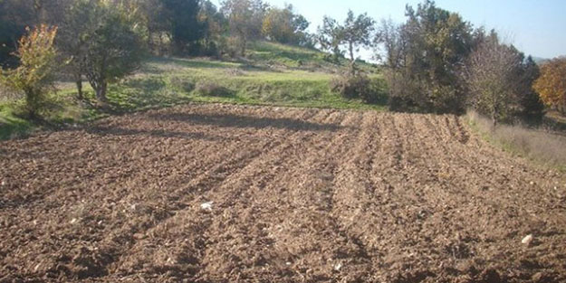 Tarlaya koyun girmesi kavgasında kan aktı