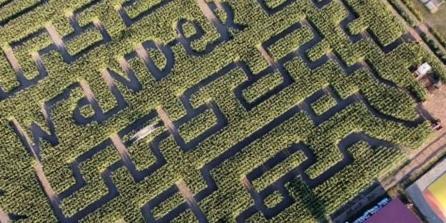 Tarlayı gören şaşkına dönüyor! Girişi ücretli