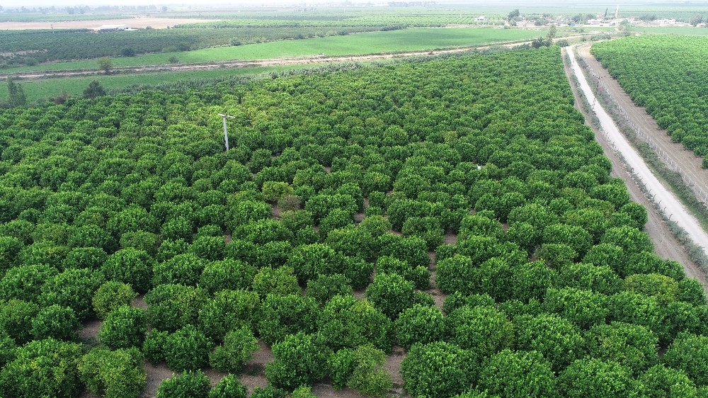 TARSİM’den çiftçilere 5,4 milyar TL ödeme 