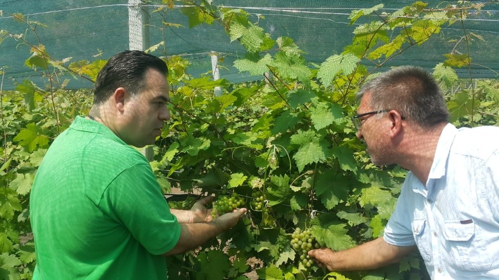 Tarsus beyaz üzümünün taneleme sorunu çözüldü 
