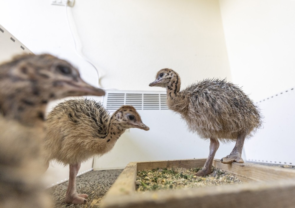 Tarsus Doğa Parkı’nda 3 deve kuşu yavrusu daha dünyaya geldi 
