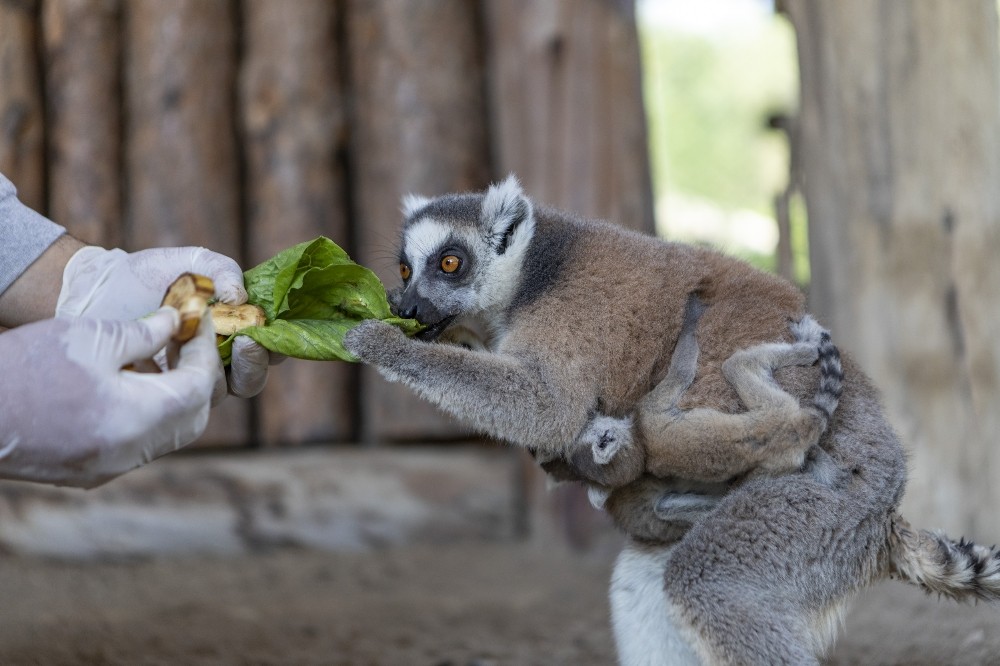 Tarsus Doğa Parkı’nda ikiz lemur mutluluğu 