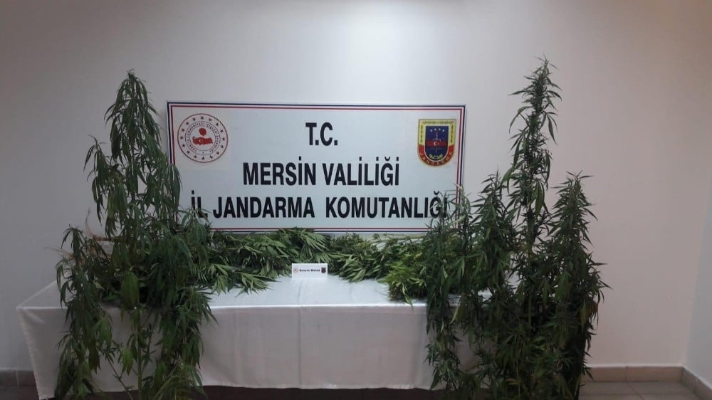 Tarsus’da 251 kök kenevir bitkisi ele geçirildi 