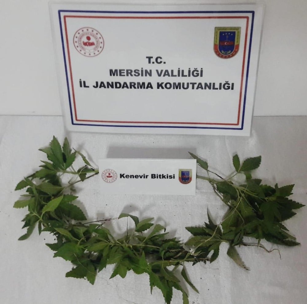 Tarsus’ta 51 kök hint keneviri ele geçirildi 