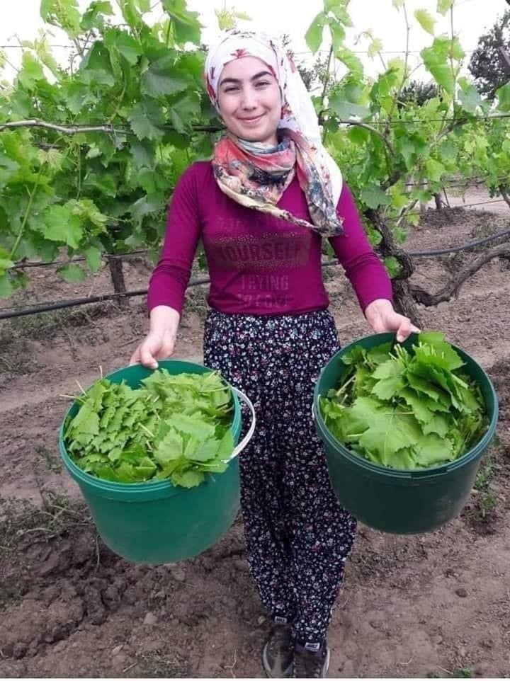 Tarsus’ta asma yaprağında verim düşük 